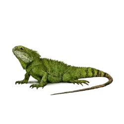 Chinese Water Dragon (Physignathus cocincinus) featured animal image on AnimalDex