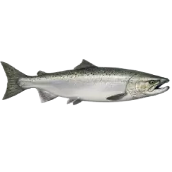 Chinook Salmon animal lesson on AnimalDex