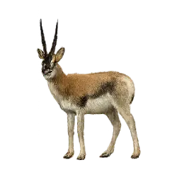 Chiru (Pantholops hodgsonii) featured animal image on AnimalDex
