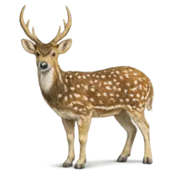 Chital animal lesson image on AnimalDex