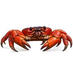 Christmas Island Red Crab animal lesson on AnimalDex