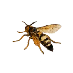 Cicada Killer Wasp (Sphecius speciosus) featured animal image on AnimalDex