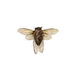 Cicada (Cicadoidea) featured animal image on AnimalDex