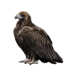Cinereous Vulture (Aegypius monachus) featured animal image on AnimalDex