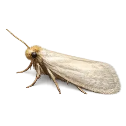 Clothes & House Moth (Tineidae) thumbnail image on AnimalDex