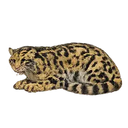 Clouded Leopard (Neofelis nebulosa) featured animal image on AnimalDex