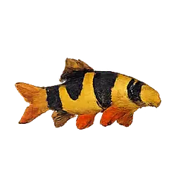 Clown Loach (Chromobotia macracanthus) featured animal image on AnimalDex