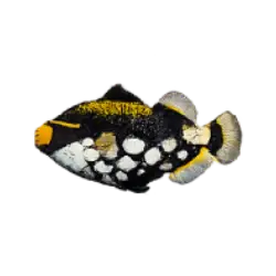 Clown Triggerfish (Balistoides conspicillum) featured animal image on AnimalDex