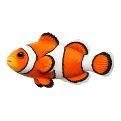 Clownfish (Amphiprion ocellaris) featured animal image on AnimalDex