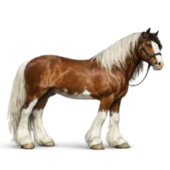 Clydesdale animal lesson image on AnimalDex