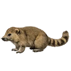 Coati (Nasua nasua) featured animal image on AnimalDex