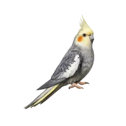 Cockatiel