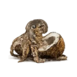 Coconut Octopus animal lesson image on AnimalDex