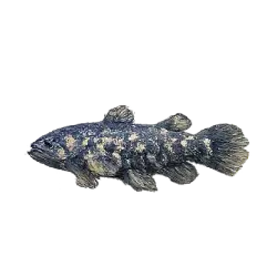 Coelacanth (Latimeria chalumnae) featured animal image on AnimalDex