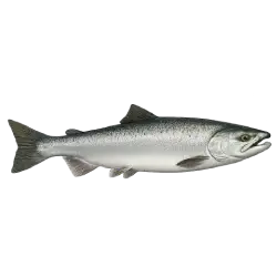 Coho Salmon animal lesson on AnimalDex