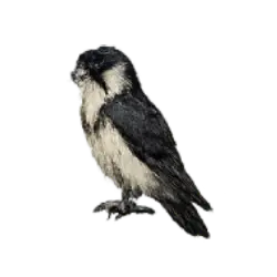 Collared Falconet (Microhierax caerulescens) featured animal image on AnimalDex