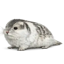 Collared Lemming animal lesson on AnimalDex