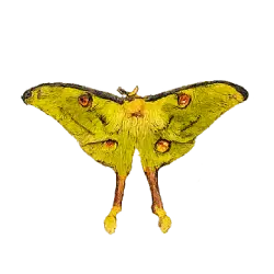 Comet Moth (Argema mittrei) featured animal image on AnimalDex