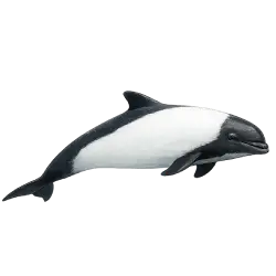 Commerson's Dolphin animal lesson image on AnimalDex