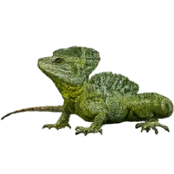 Common Basilisk (Basiliscus basiliscus) featured animal image on AnimalDex