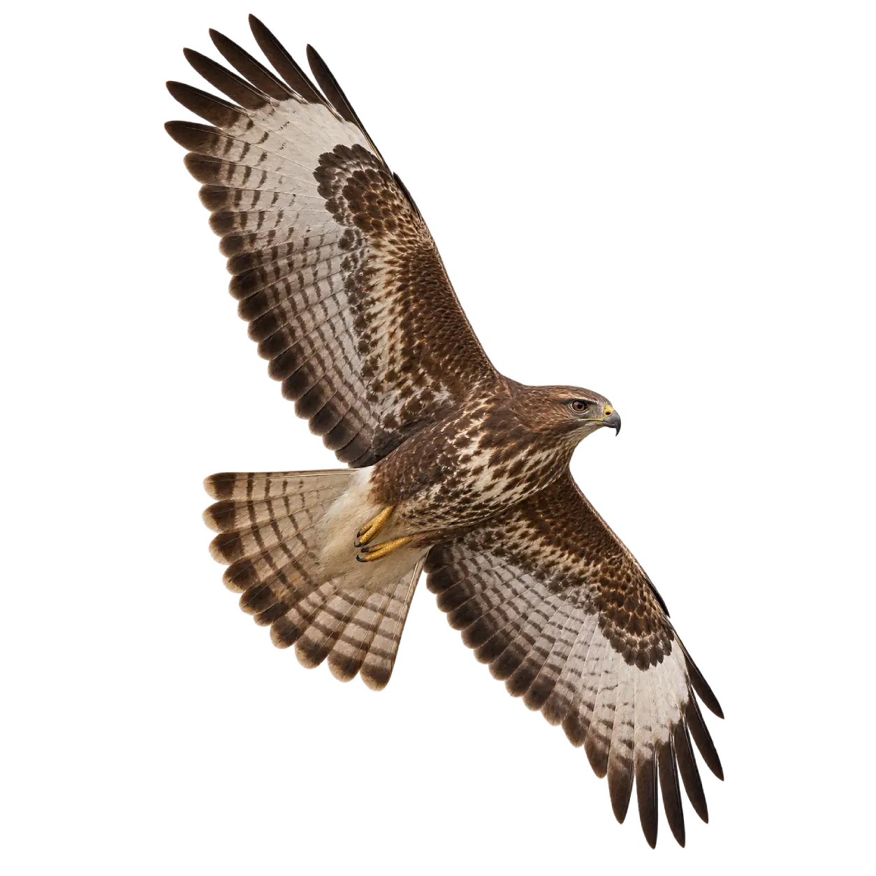 Common Buzzard (Buteo buteo) thumbnail image on AnimalDex