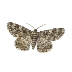 Common Carpet Moth (Epirrhoe alternata) thumbnail image on AnimalDex