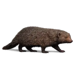 Common Cusimanse animal lesson image on AnimalDex