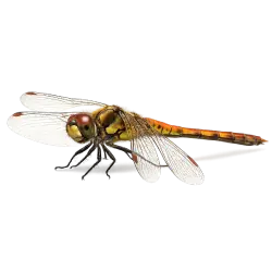 Common Darter