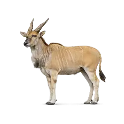 Common Eland animal icon