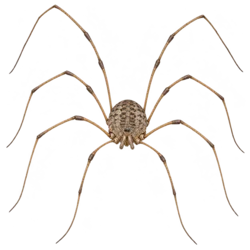 Common European Harvestman (Phalangium opilio) thumbnail image on AnimalDex