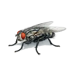 Common Flesh Fly animal lesson image on AnimalDex