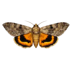 Common fruit-piercing moth (Eudocima phalonia) thumbnail image on AnimalDex