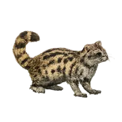 Common Genet (Genetta genetta) featured animal image on AnimalDex