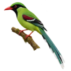 Common Green Magpie (Cissa chinensis) thumbnail image on AnimalDex