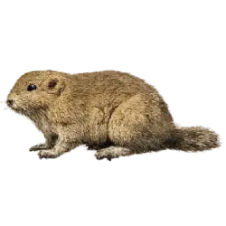 Common Gundi (Ctenodactylus gundi) featured animal image on AnimalDex