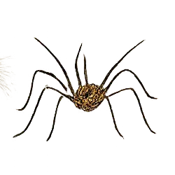 Common Harvestman animal lesson image on AnimalDex