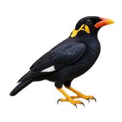 Common Hill Myna (Gracula religiosa) thumbnail image on AnimalDex
