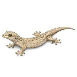 Common House Gecko