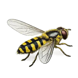 Common Hoverfly (Syrphus ribesii) thumbnail image on AnimalDex