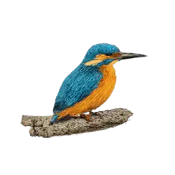 Common Kingfisher (Alcedo atthis) featured animal image on AnimalDex