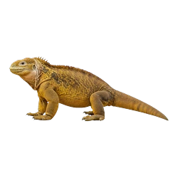 Common Land Iguana (Conolophus subcristatus) thumbnail image on AnimalDex