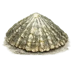 Common Limpet animal lesson image on AnimalDex
