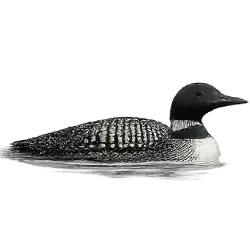 Common Loon (Gavia immer) thumbnail image on AnimalDex