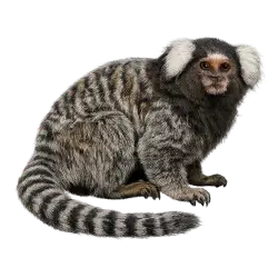 Common Marmoset (Callithrix jacchus) thumbnail image on AnimalDex