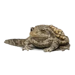 Common Midwife Toad animal lesson image on AnimalDex