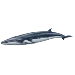 Common Minke Whale animal lesson image on AnimalDex