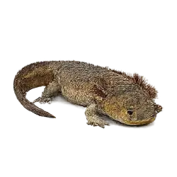 Common Mudpuppy (Necturus maculosus) featured animal image on AnimalDex