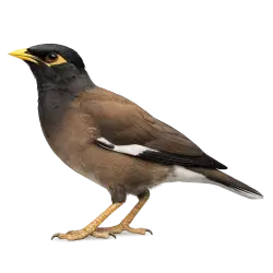 Common Myna