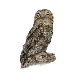 Common Potoo (Nyctibius griseus) thumbnail image on AnimalDex