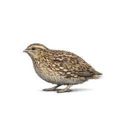 Common Quail